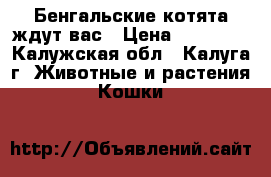 Бенгальские котята ждут вас › Цена ­ 20 000 - Калужская обл., Калуга г. Животные и растения » Кошки   